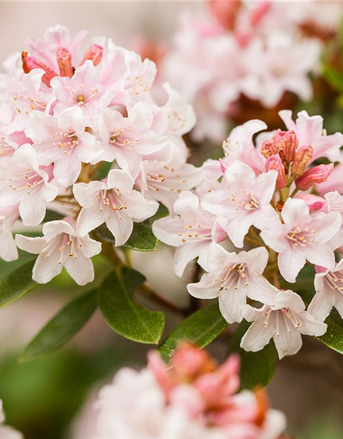 Rhododendron Bloombux