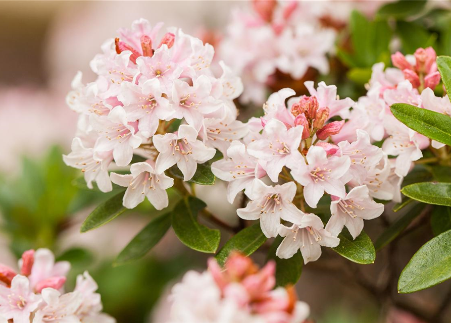 Rhododendron Bloombux