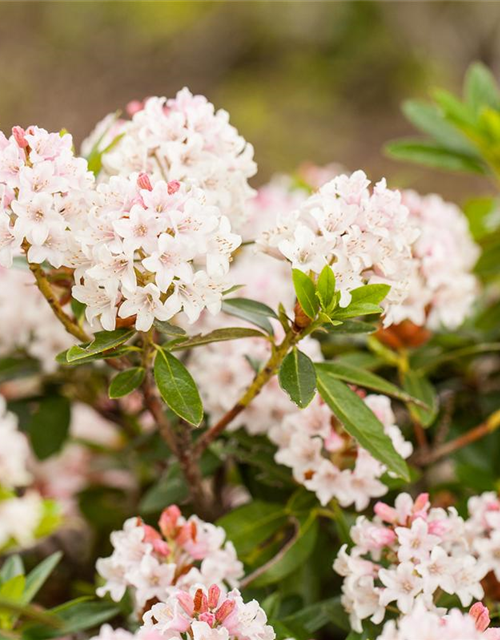 Rhododendron Bloombux