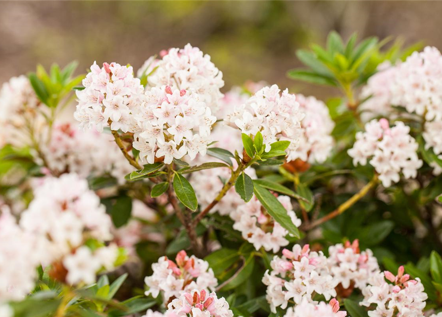 Rhododendron Bloombux