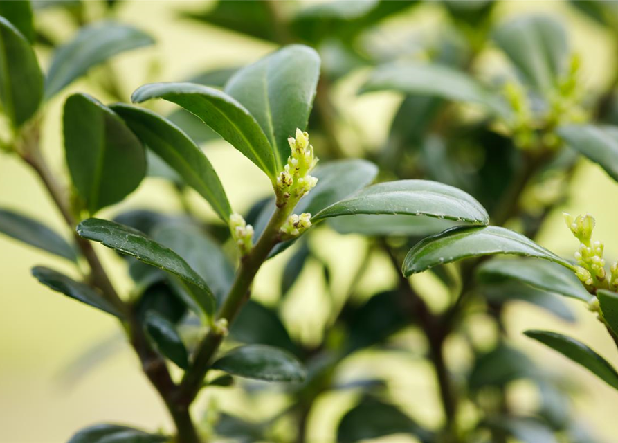 Ilex crenata Dark Green