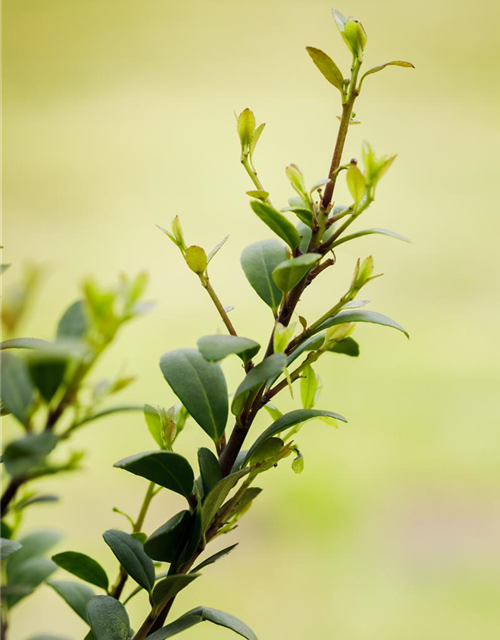 Ilex crenata Dark Green