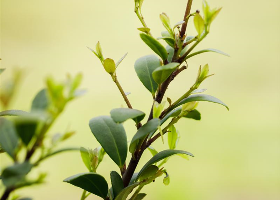 Ilex crenata Dark Green