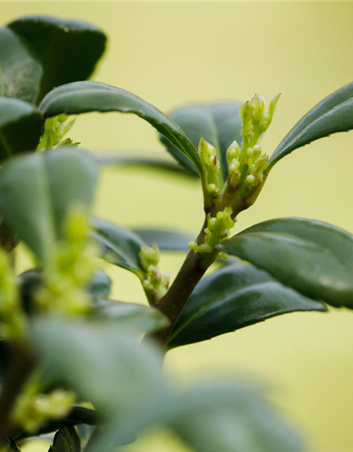 Ilex crenata Dark Green