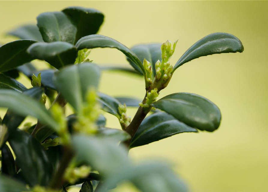 Ilex crenata Dark Green