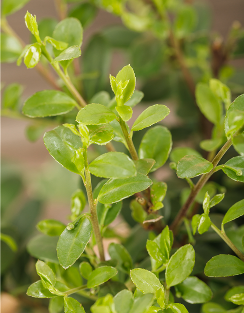 Ilex crenata Dark Green