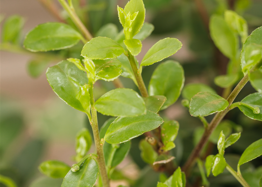 Ilex crenata Dark Green