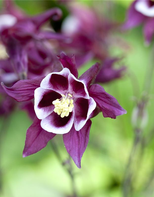 Aquilegia Caerulea Mix