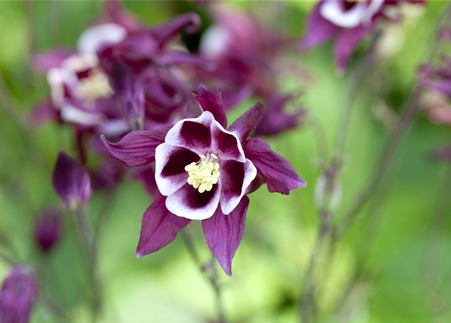 Aquilegia Caerulea Mix