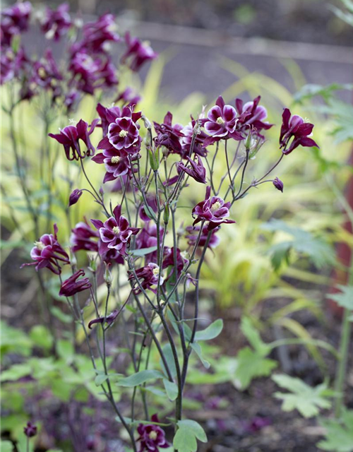 Aquilegia Caerulea Mix