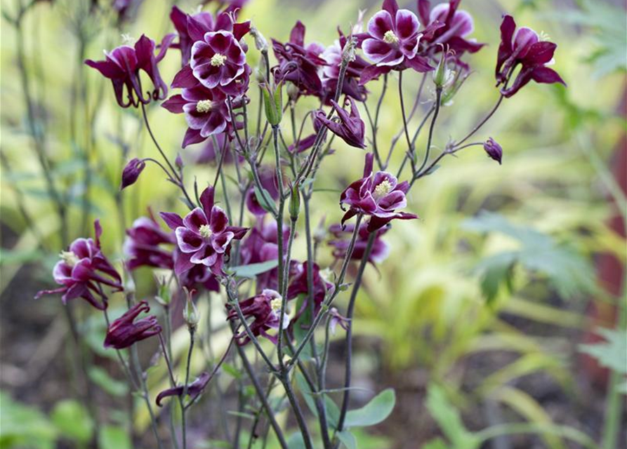 Aquilegia Caerulea Mix