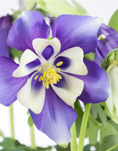 Aquilegia Caerulea Mix