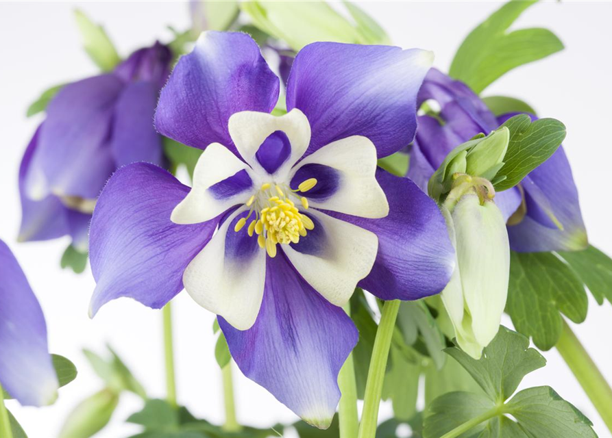 Aquilegia Caerulea Mix