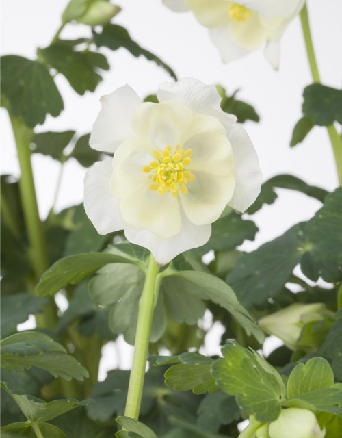 Aquilegia Caerulea Mix