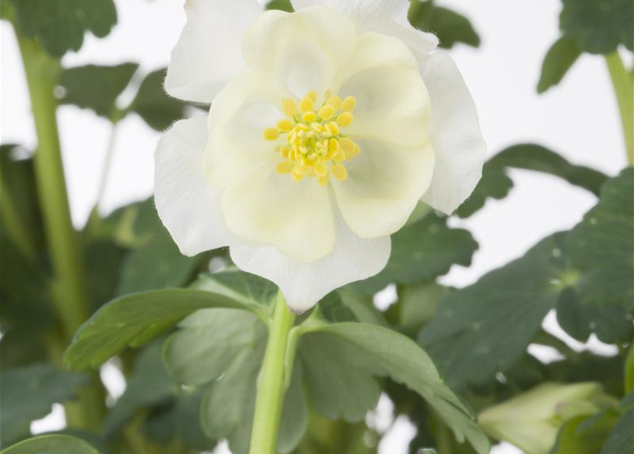 Aquilegia Caerulea Mix