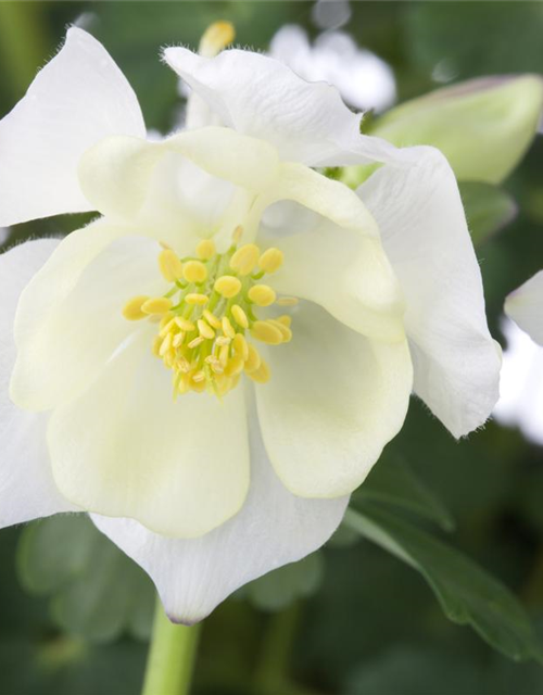 Aquilegia Caerulea Mix