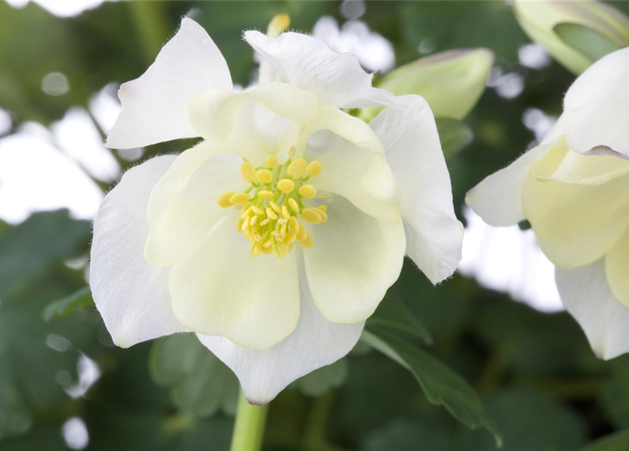 Aquilegia Caerulea Mix