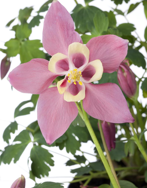 Aquilegia Caerulea Mix