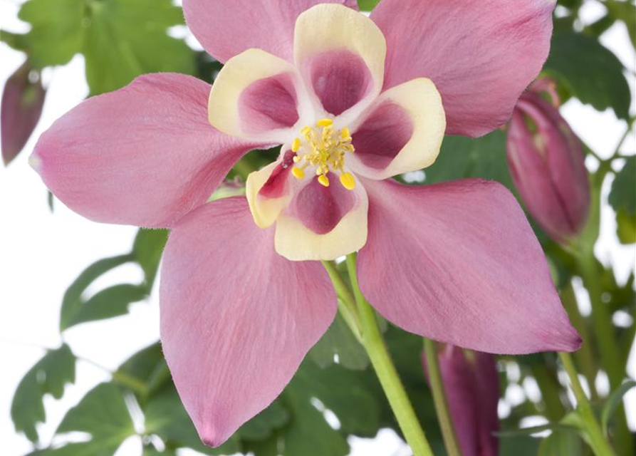 Aquilegia Caerulea Mix