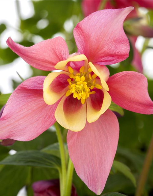 Aquilegia Caerulea Mix