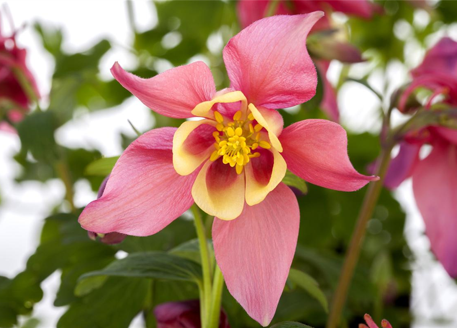 Aquilegia Caerulea Mix