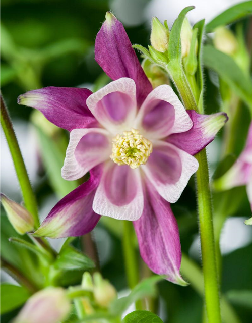 Aquilegia Caerulea Mix