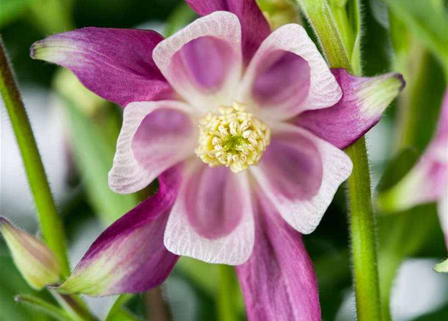 Aquilegia Caerulea Mix