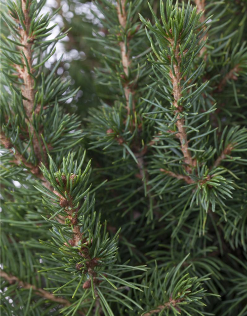 Picea glauca Conica