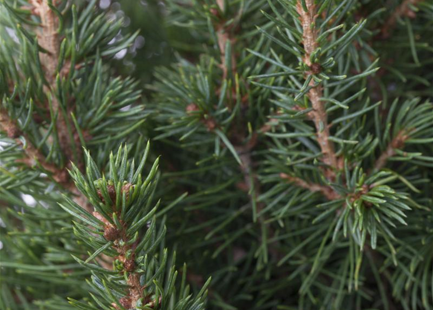 Picea glauca Conica