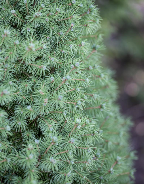 Picea glauca Conica