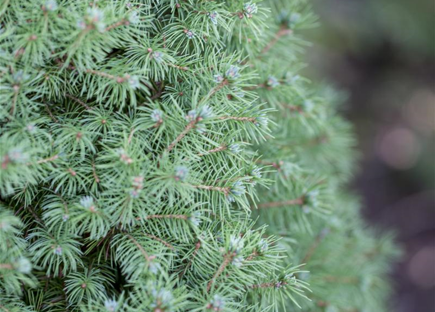 Picea glauca Conica