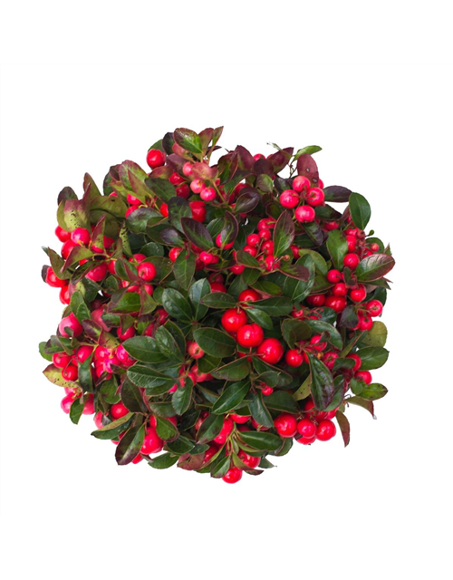 Gaultheria procumbens