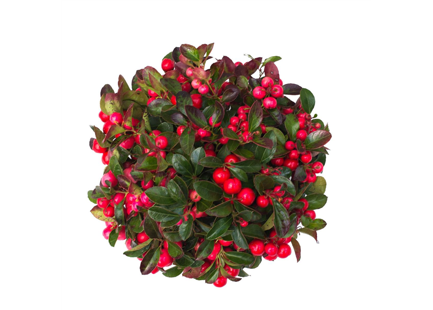 Gaultheria procumbens