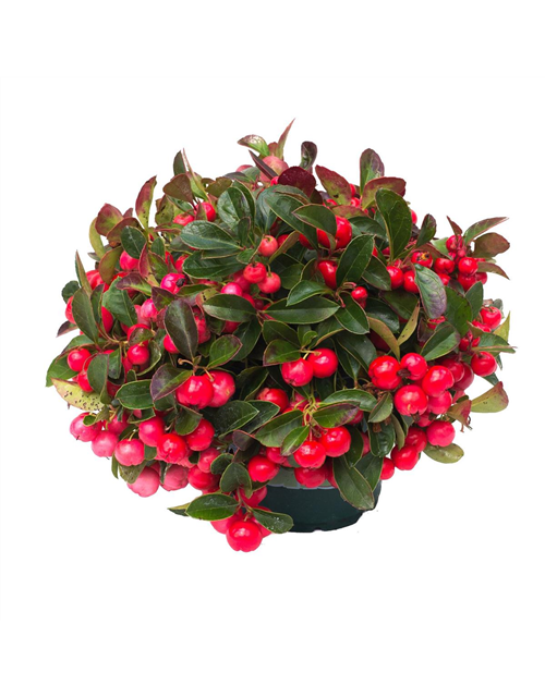 Gaultheria procumbens