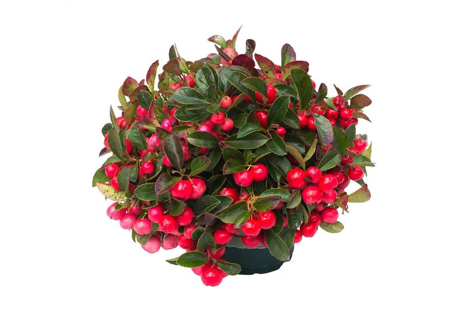 Gaultheria procumbens