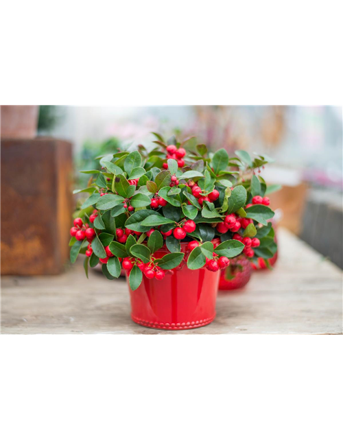 Gaultheria procumbens