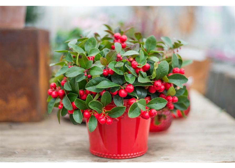 Gaultheria procumbens