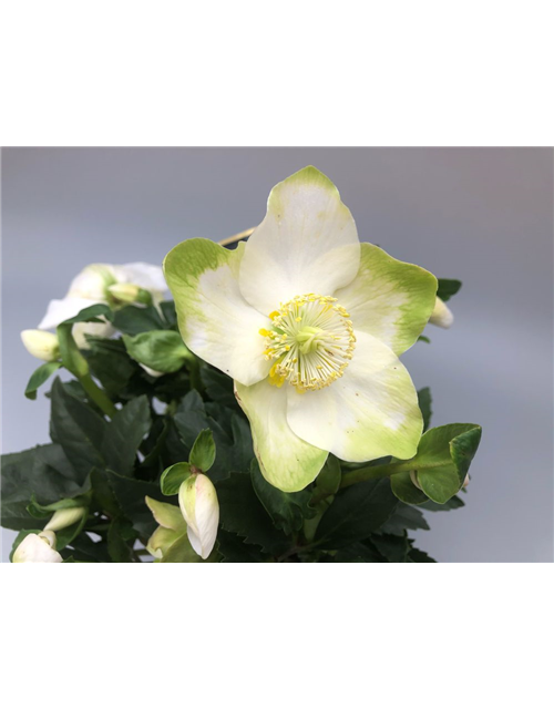 Helleborus niger Topf 13cm