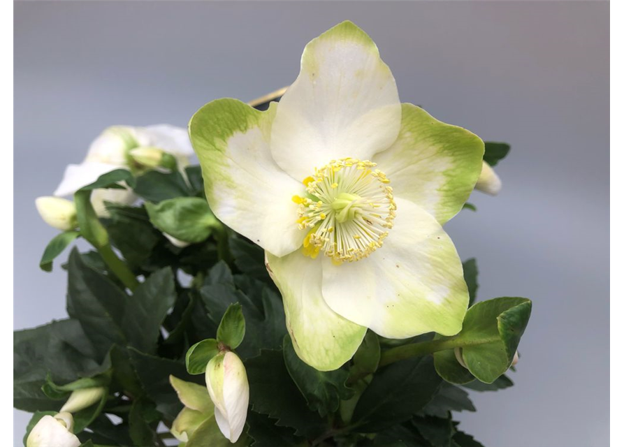 Helleborus niger Topf 13cm