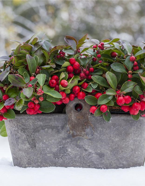 Gaultheria procumbens