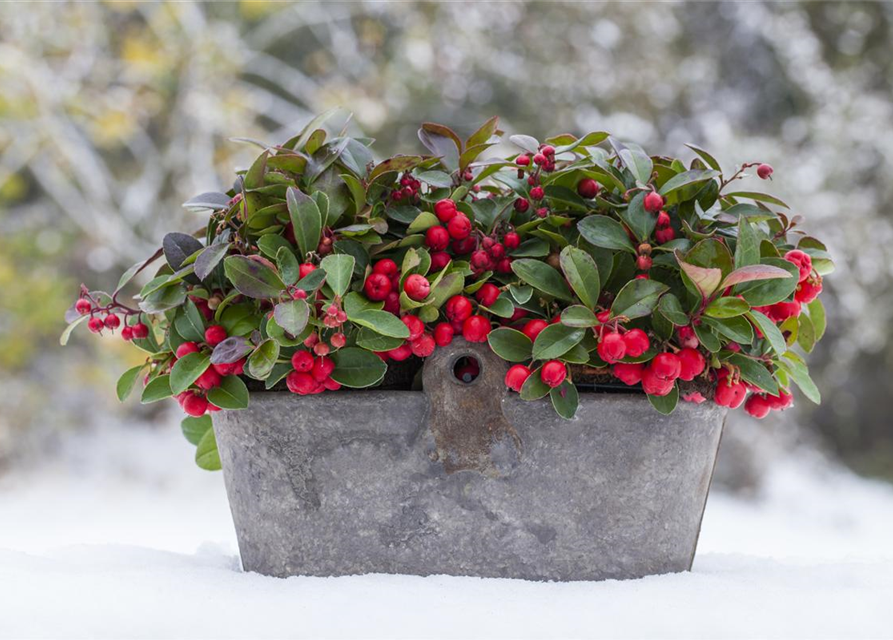 Gaultheria procumbens