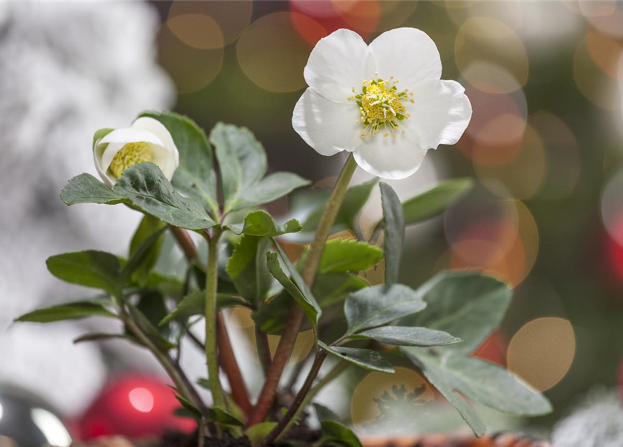 Helleborus niger