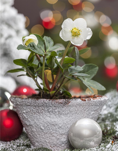 Helleborus niger