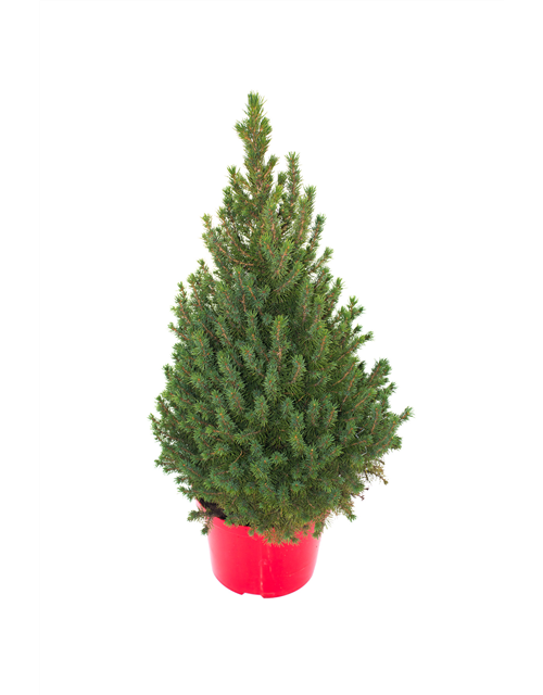 Picea glauca Conica