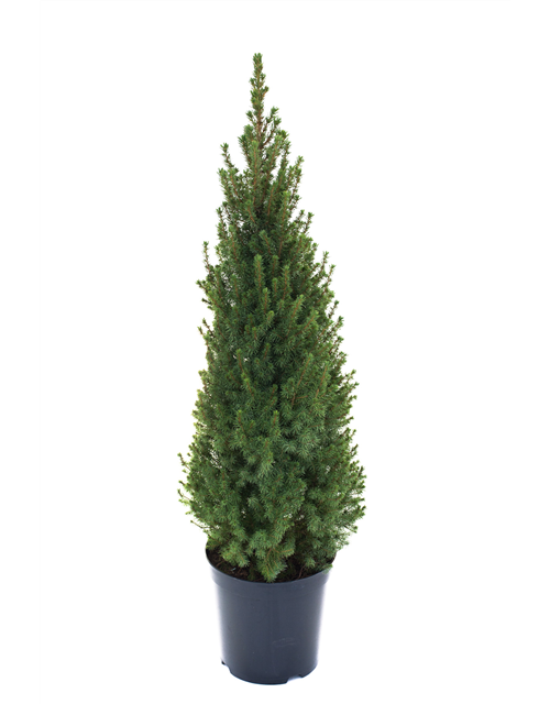 Picea glauca Conica Perfecta