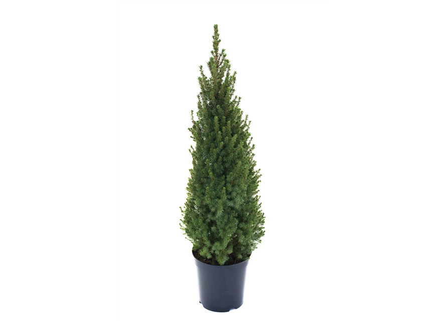 Picea glauca Conica Perfecta