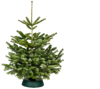 Weihnachtsbaum geschlagen Standard 150/200