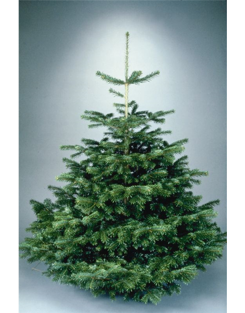 Weihnachtsbaum geschlagen Premium 150/175