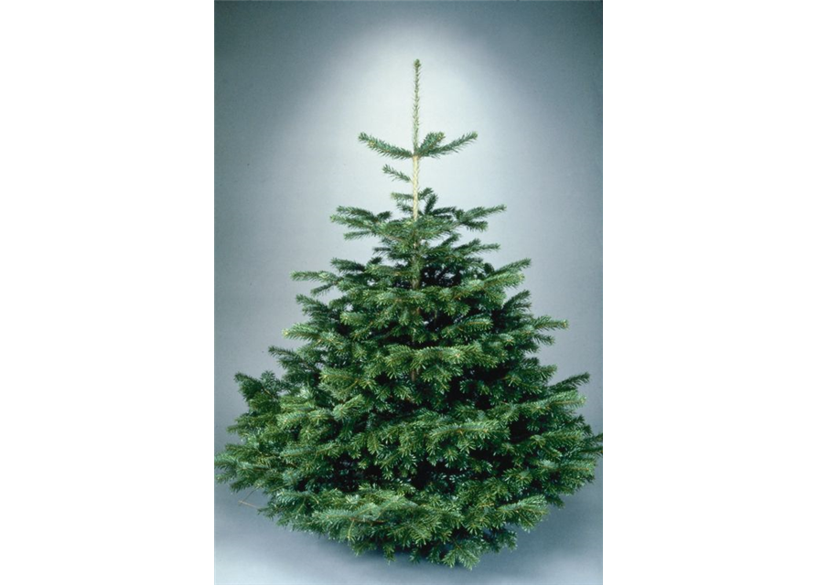 Weihnachtsbaum geschlagen Premium 150/175