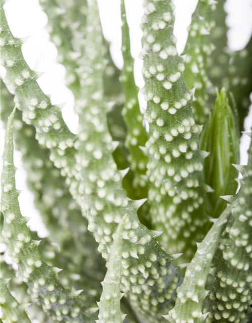 Aloe humilis